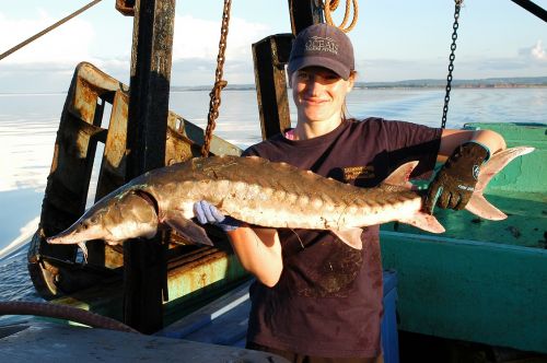 Atlantic sturgeon tagging with OTN